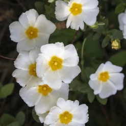 Ciste à feuille de sauge - Fleurs et zéro arrosage