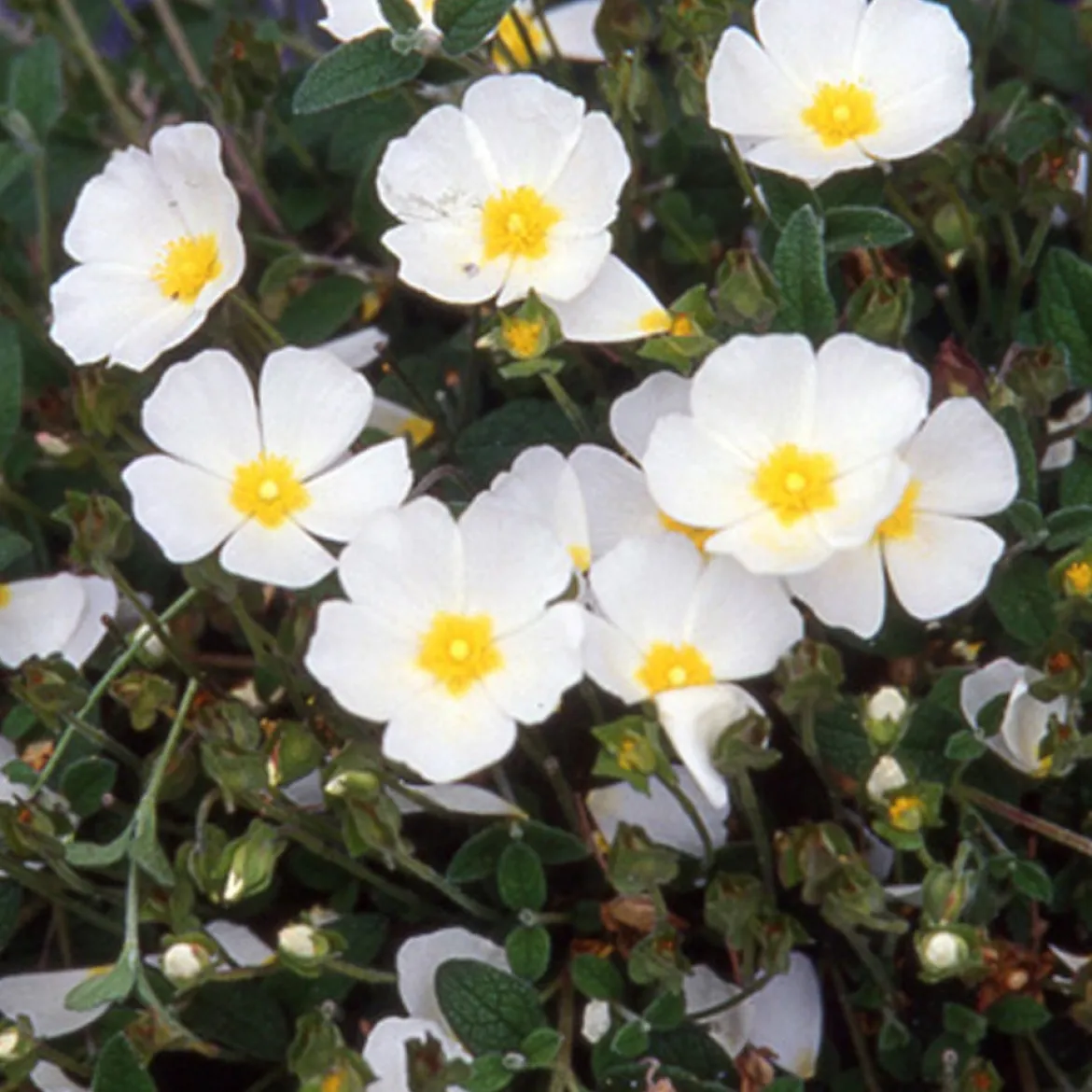 Ciste obtusifolius - Fleurit sans arrosage
