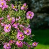 Ciste pourpre - Fleurs de soie au soleil