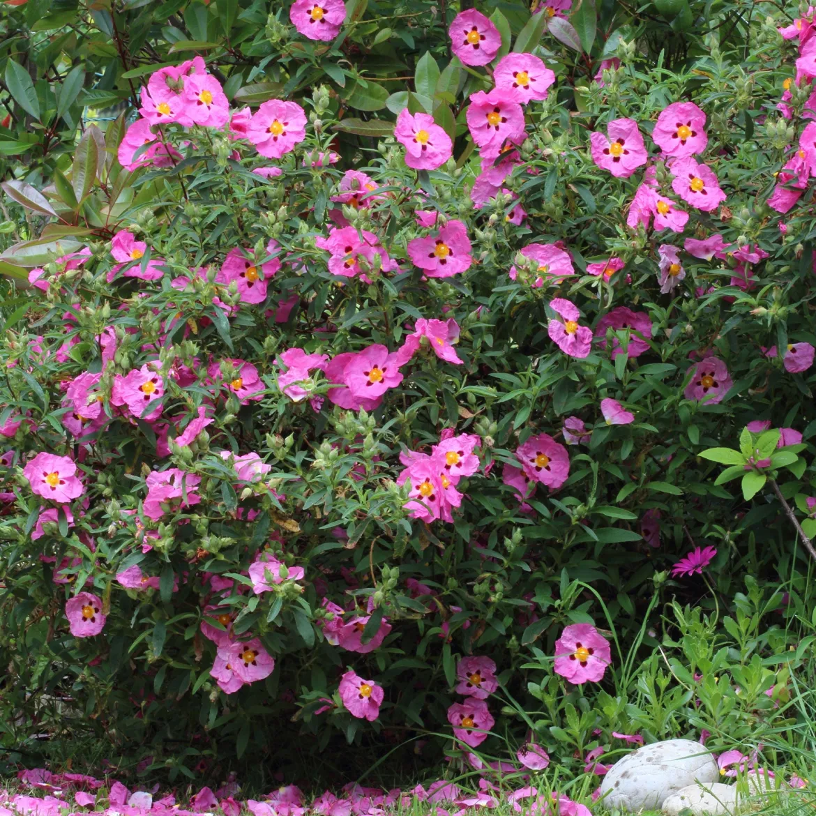 Ciste pourpre - Fleurs de soie au soleil