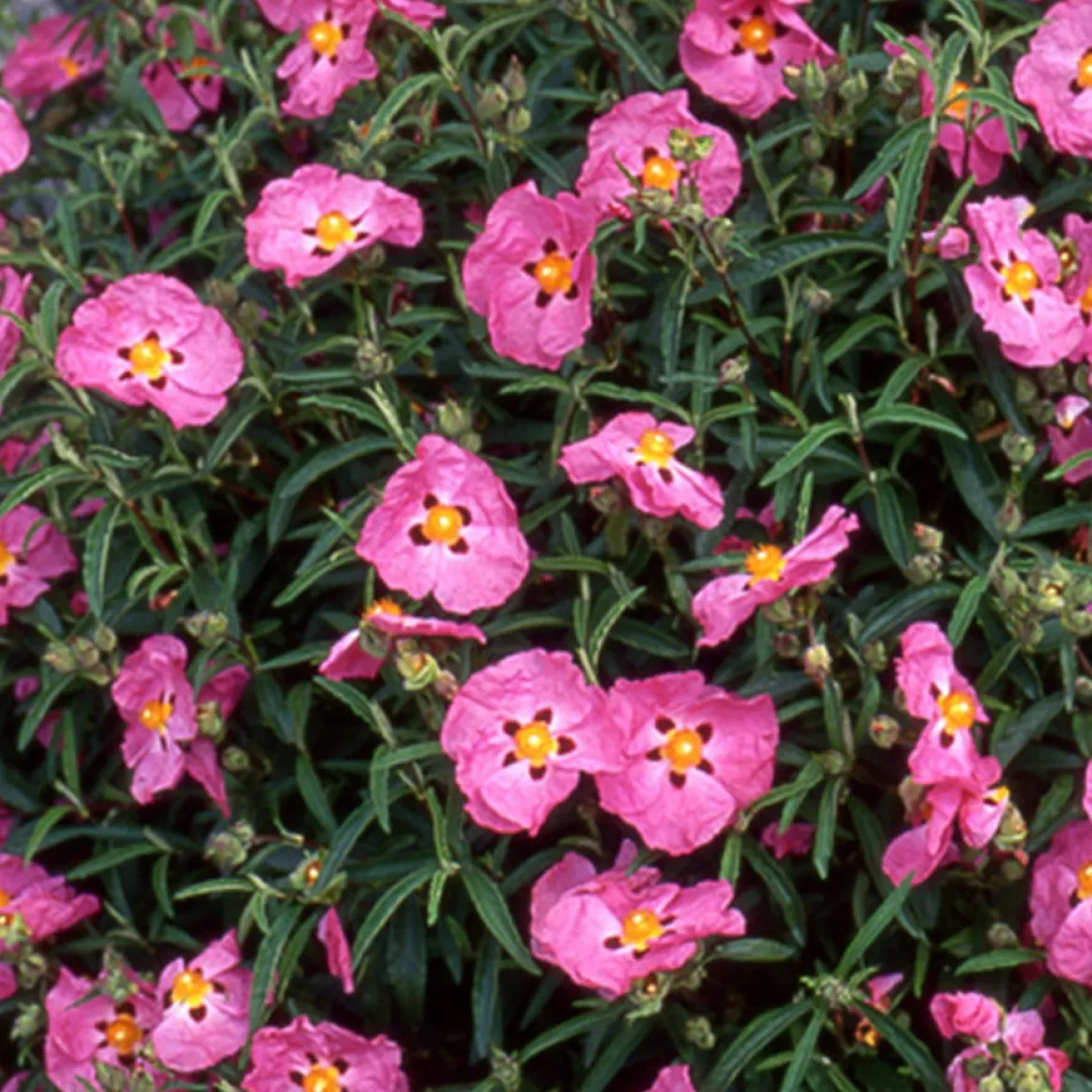 Ciste pourpre - Fleurs de soie au soleil