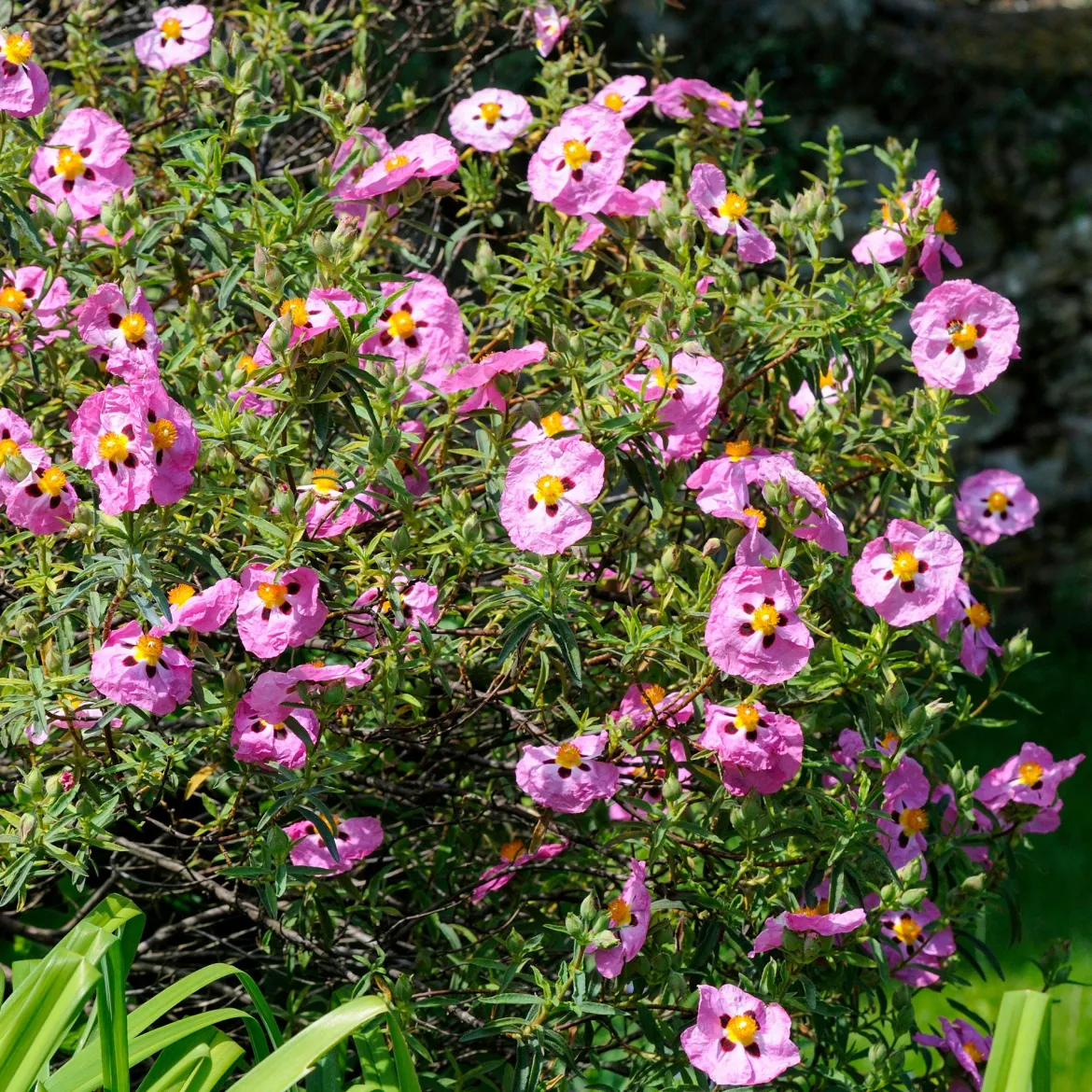 Ciste pourpre - Fleurs de soie au soleil