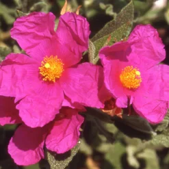 Ciste pulvérulent - Fuchsia éclatant sans arrosage