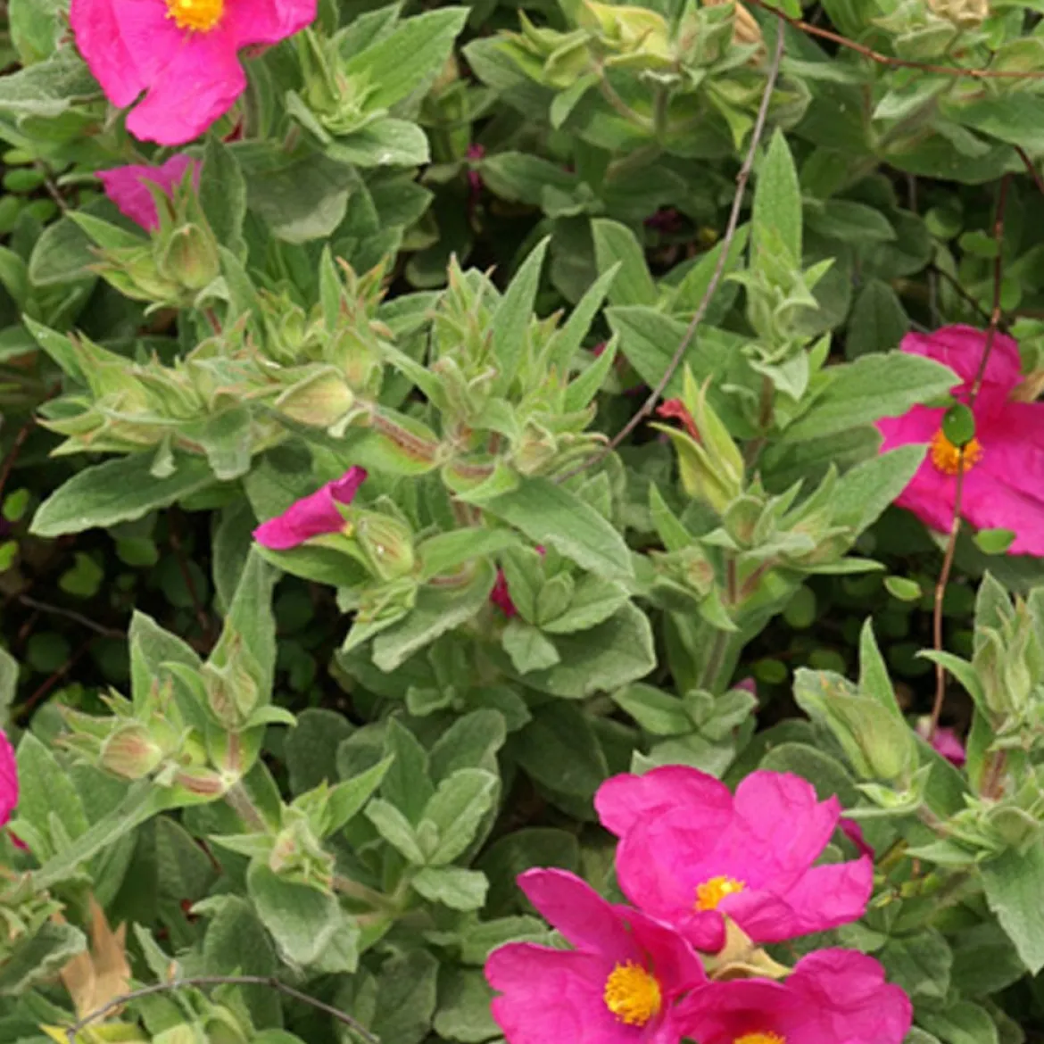 Ciste pulvérulent - Fuchsia éclatant sans arrosage