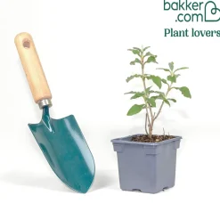 Ciste Silver Pink - Fleurit sans arrosage