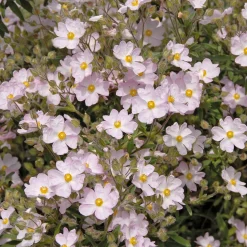 Ciste Silver Pink - Fleurit sans arrosage