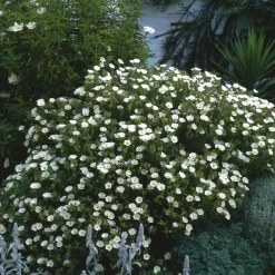 Cistus florentinus - Fleurit sans arrosage