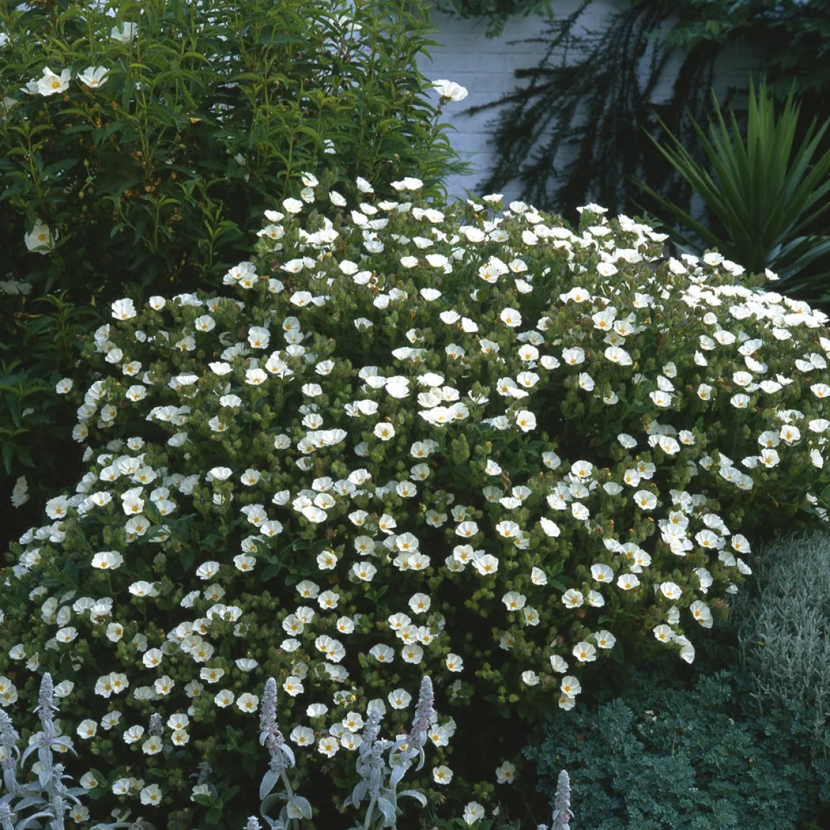 Cistus florentinus - Fleurit sans arrosage
