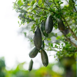 Citron caviar - Le caviar végétal chez vous