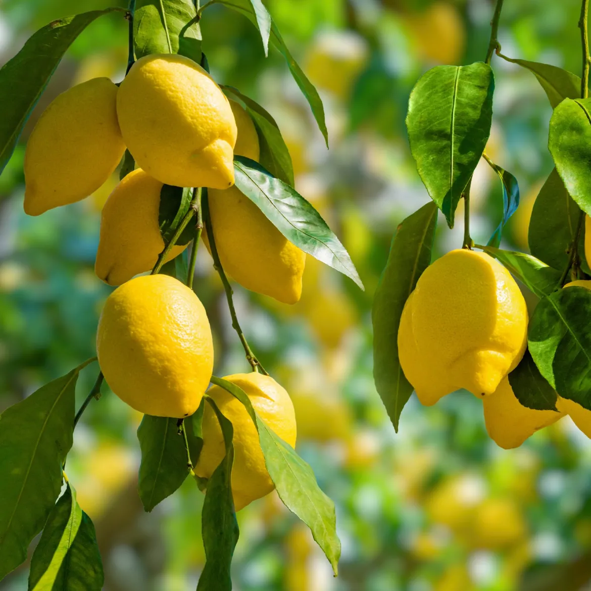 Citronnier - Citrus limon - Vos citrons maison toute l'année