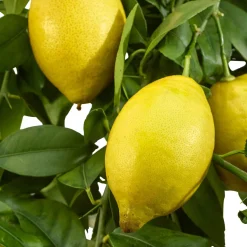 Citronnier des 4 saisons - Des citrons toute l'année