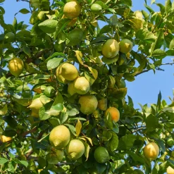 Citronnier des 4 saisons - Des citrons toute l'année