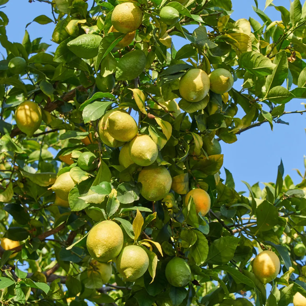 Citronnier des 4 saisons - Des citrons toute l'année