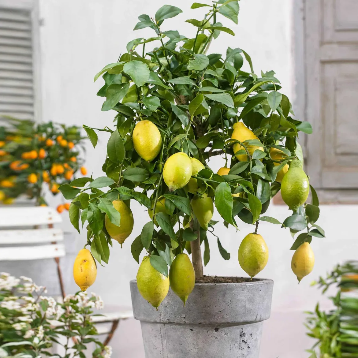 Citronnier des 4 saisons - Des citrons toute l'année