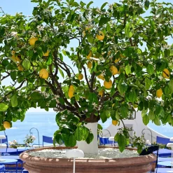 Citronnier des 4 saisons - Des citrons toute l'année