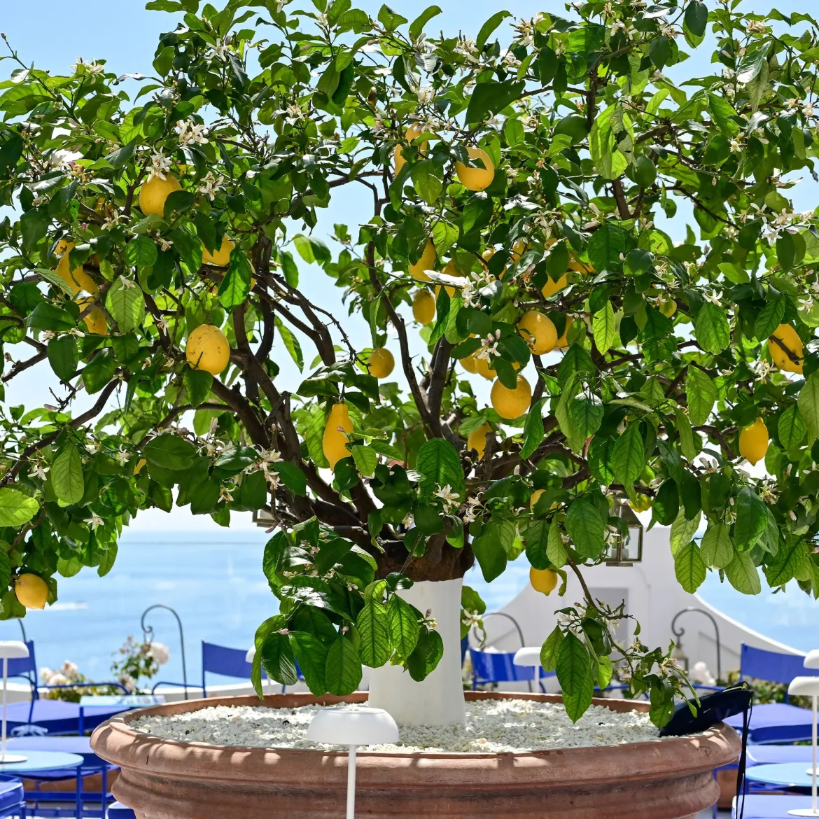 Citronnier des 4 saisons - Des citrons toute l'année