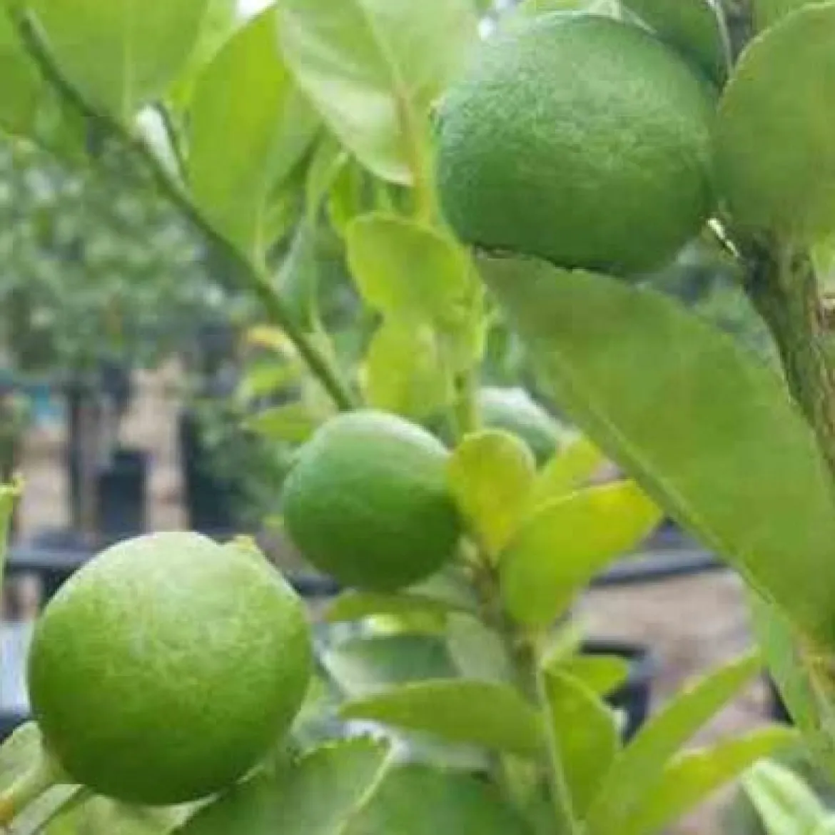 Citron vert - Vos limes maison au soleil