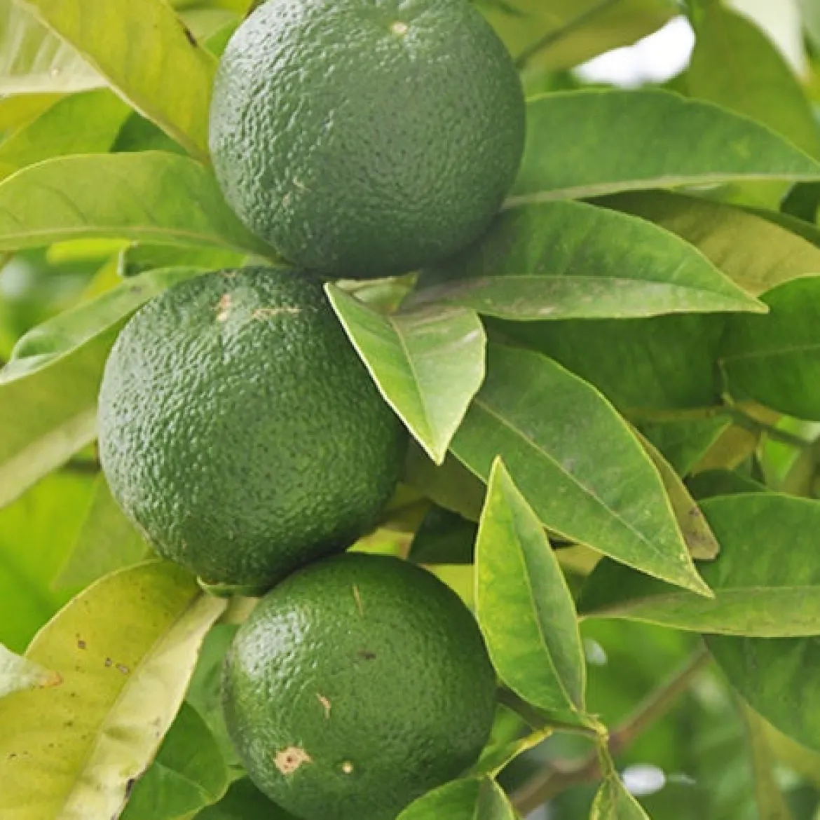 Citron vert - Vos limes maison au soleil