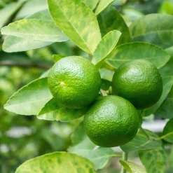 Citron vert - Vos limes maison au soleil