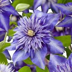 Clematite 'Multi Blue' - Des fleurs doubles bleu étoilé