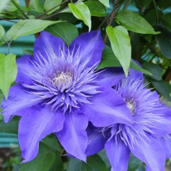 Clematite 'Multi Blue' - Des fleurs doubles bleu étoilé