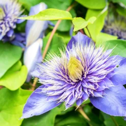 Clematite 'Multi Blue' - Des fleurs doubles bleu étoilé