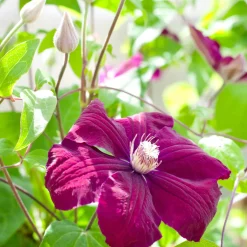 Clematite 'Rouge Cardinal' - Un mur de fleurs rouges