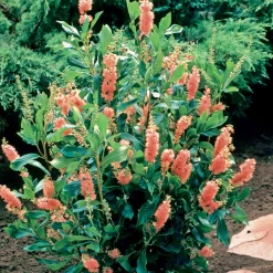 Clethra Flèche rose - La touche parfumée du jardin