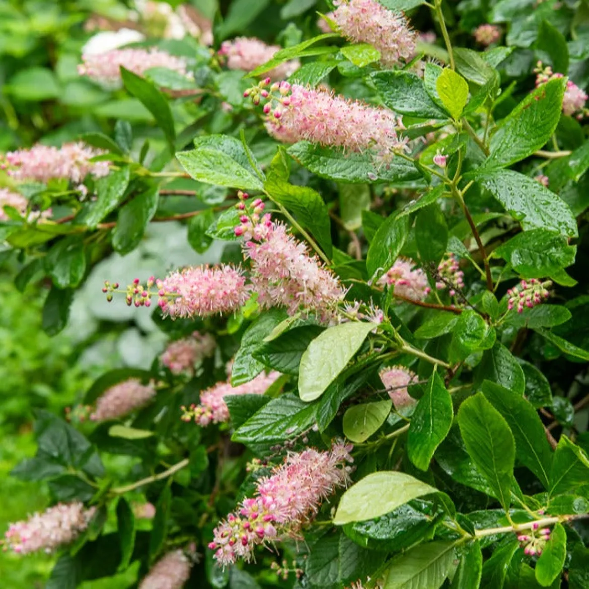 Clethra Flèche rose - La touche parfumée du jardin