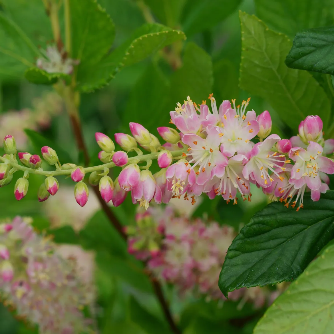 Clethra Flèche rose - La touche parfumée du jardin