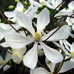 Clématite 'Armandii' blanc - Un mur fleuri toute l'année