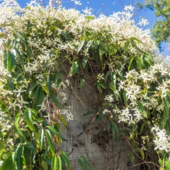 Clématite 'Armandii' blanc - Un mur fleuri toute l'année