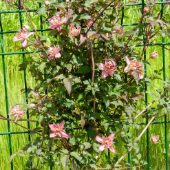 Clématite Broughton Star - Un mur de fleurs en un an
