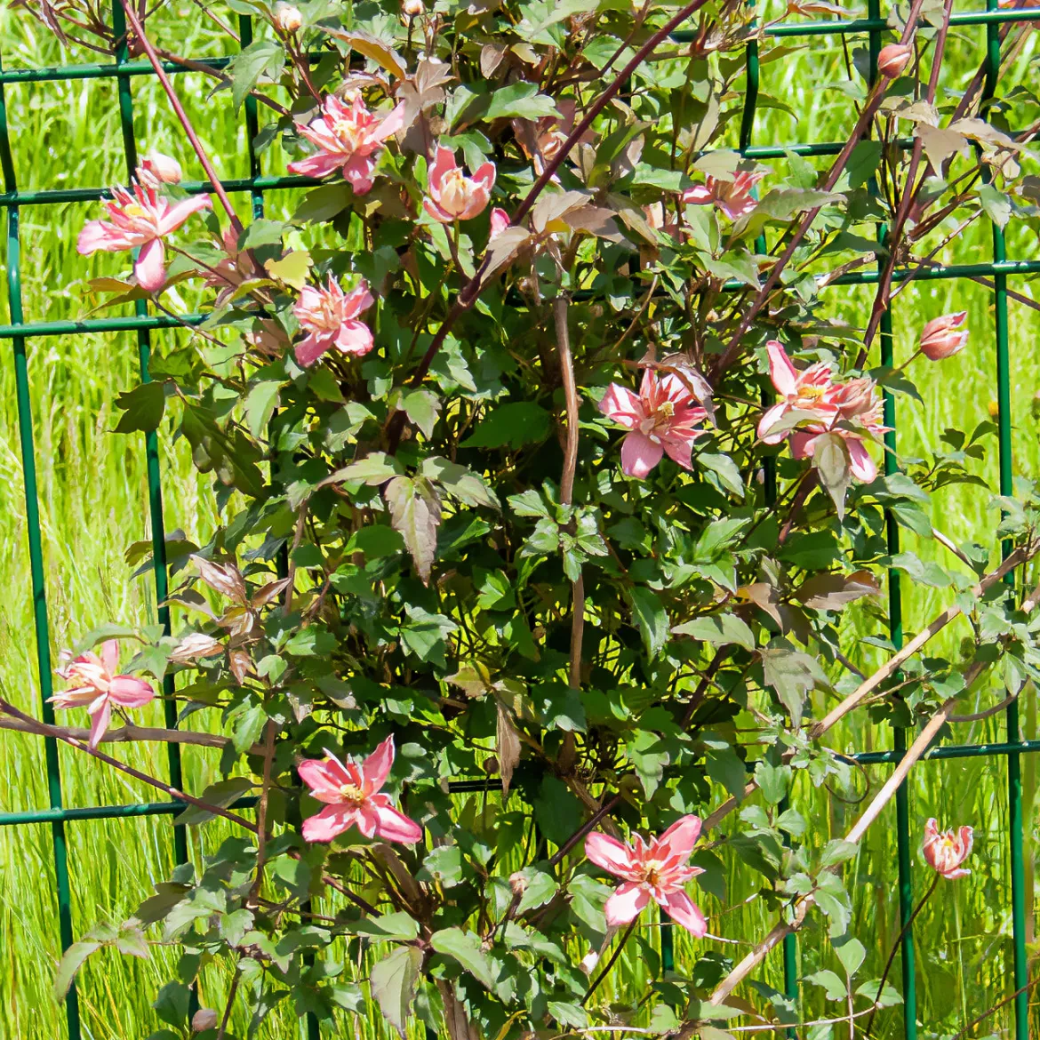 Clématite Broughton Star - Un mur de fleurs en un an