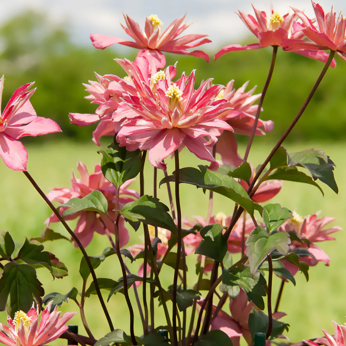 Clématite Broughton Star - Un mur de fleurs en un an