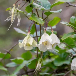 Clématite cireuse cirrhosa Jingle Bells - Des fleurs même en hiver