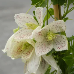 Clématite cireuse Winter Parasol - Des fleurs même en hiver
