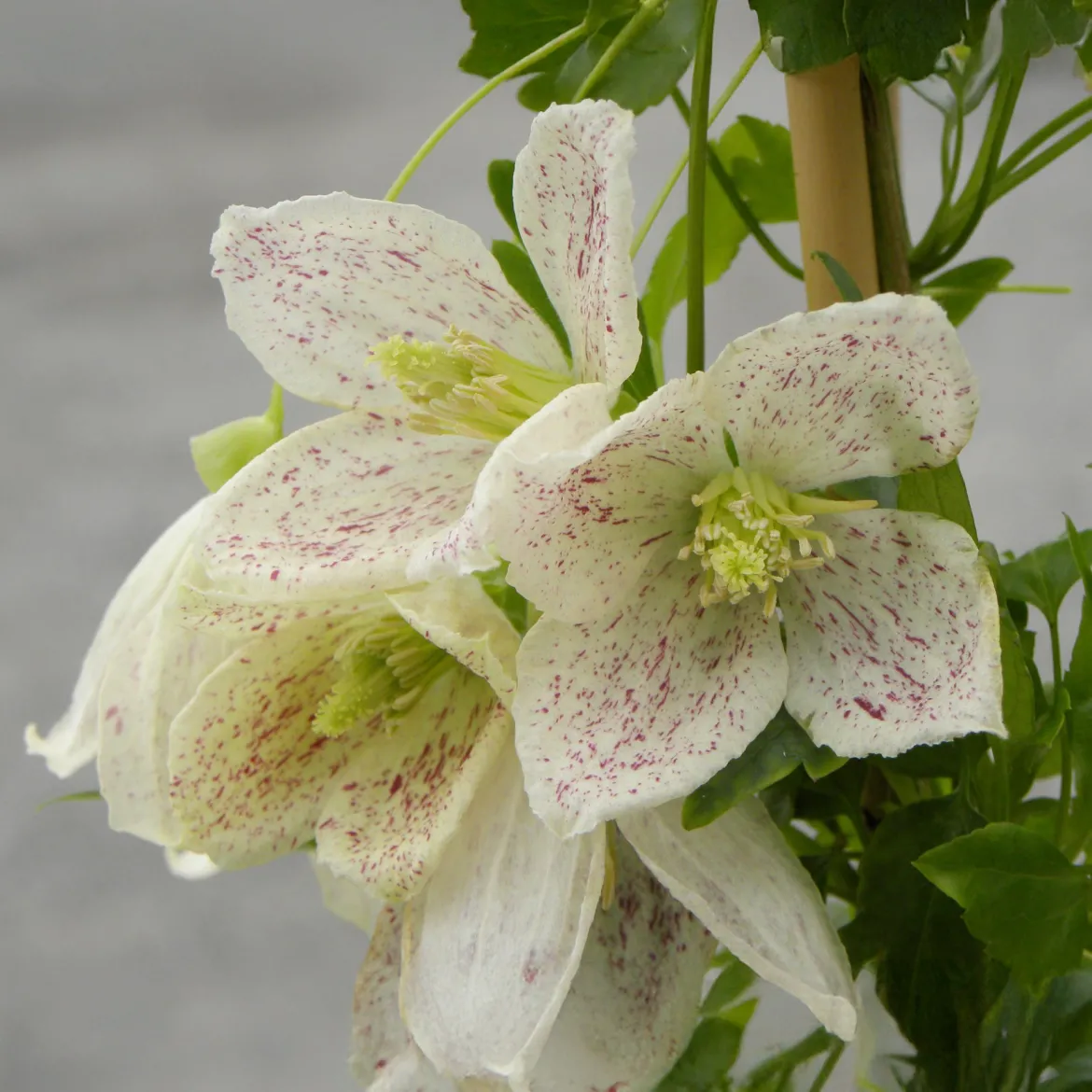 Clématite cireuse Winter Parasol - Des fleurs même en hiver
