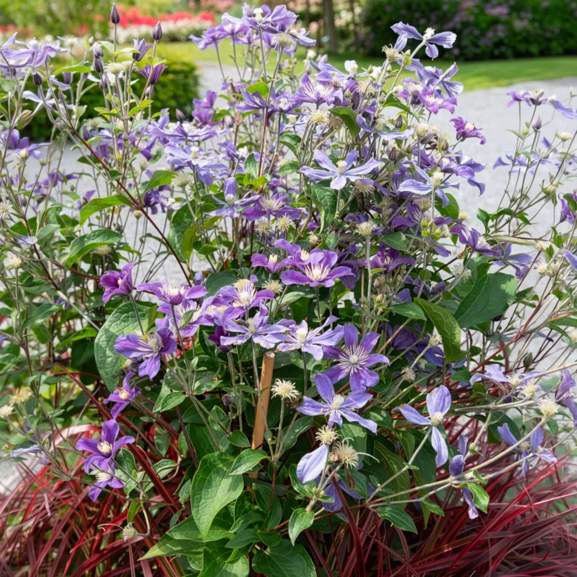 Clématite couvre sol Arabella - Un tapis de fleurs violettes