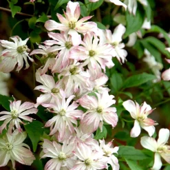 Clématite des montagnes Marjorie - Un mur fleuri en un été