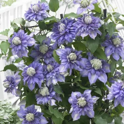 Clématite Diamantina - Des pompons violets XXL