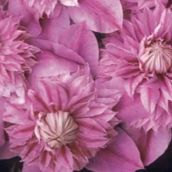 Clématite double Joséphine - Des fleurs doubles spectaculaires