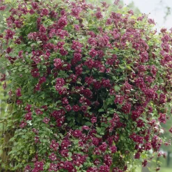 Clématite double pourpre - Des fleurs doubles tout l'été