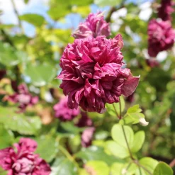 Clématite double pourpre - Des fleurs doubles tout l'été