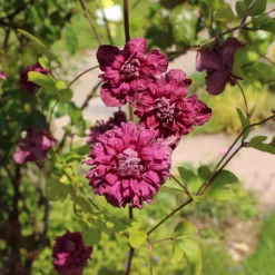 Clématite double pourpre - Des fleurs doubles tout l'été
