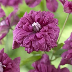 Clématite double pourpre - Des fleurs doubles tout l'été