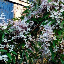 Clématite du Père Armand Apple Blossom - Un mur fleuri dès février