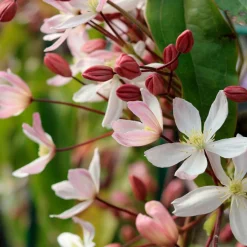 Clématite du Père Armand Apple Blossom - Un mur fleuri dès février