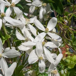 Clématite du Père Armand Snowdrift - Un mur fleuri dès février