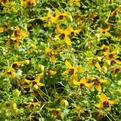 Clématite Golden Tiara® - Cascade jaune tout l'été